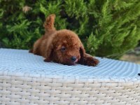 Antalya Kaliteli Poodle (her ile gönderim yapılır)