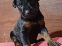 Doberman Dişi bebek İzmir