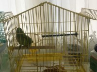Dişi Sevda Papağanı