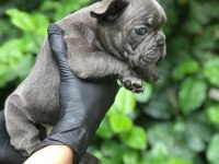 IRKININ EN İYİSİ BLUE FRENCH BULLDOG BEBEKLER