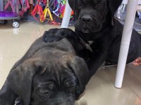 7 aylık şecereli bir dişi ve bir erkek cane corso