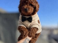 RED BROWN TOY POODLE YAVRULAR
