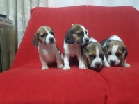 A Klass Beagle Yavrularımız.