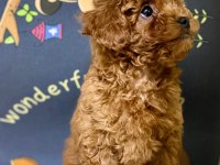 Red toy poodle