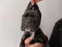 Cane corso yavrularımız ömür boyu ırk garantilidir