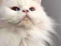 Dişi kedimi çiftleştirmek için erkek kedi arıyorum