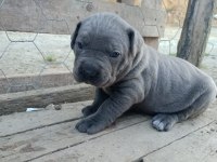 A kalite cone corso blue 2 aylık