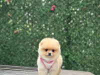 Ayı Surat Pomeranian Boo Yavrumuz
