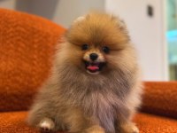 Pomernian boo bebekler