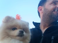 1 yaşında damızlık pomeranian boo
