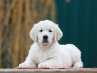 Golden Retriever Kapıda Ödeme Hizmetimiz Vardır
