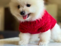 ORJİNAL TATLI POMERANİAN BOO