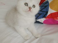 British Shorthair Pamuklar Yuvasını Bekliyor