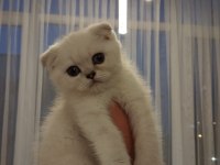 Satılık scottish fold