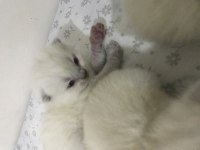 British Shorthair Yavru Kedimiz