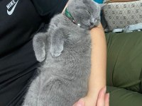 8 aylık british shorthair kedim
