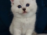 Orjinal British Shorthair Yavrular