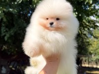 Irk Ve Sağlık Garantili Pomeranian Bebekler