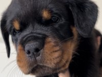 Grand Türkiye Şampiyonu yavruları A şecereli Rottweiler
