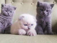 Scottish Fold Kedim