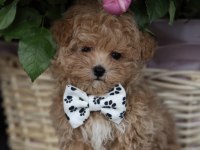 MİCRO BOY AŞILI MALTİPOO (GERCEK GÖRSEL)