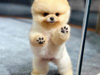Profesyonel Yetiştiriciden Pomeranian Güvenli Teslim