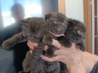 Scottish Fold Kedimiz