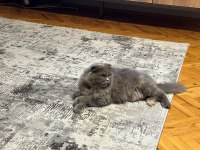 5 yaşında scootish Longhair dişi