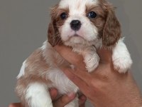 Cavalier King Charles Yavruları