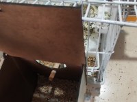 Muhabbet kuşlar 15 yavru aldım şuan 5 yumurta var