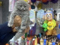 Longhair scottish fold