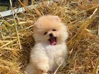Kokoş pomeranian bebekler