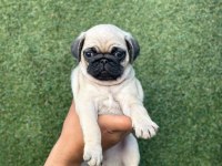 OYUN DELİSİ GÜL KUYRUK PUG MOPS YAVRULAR