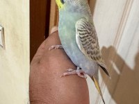 31 GÜNLÜK ÇEKOSLOVAK BEBEK MUHABBET KUŞU