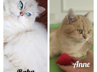 British shorthair rezerve edilir