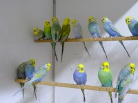Rainbow Muhabbet Kuşları