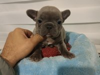 Efsane french bulldog yavrularım