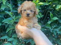 Teackup poodle fincan içi