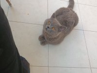 1 yaşında Erkek British Gri renk