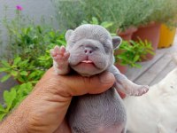 Egzotic Fransız bulldog