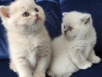 Kendi kedimin yavruları