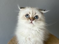 Scottish Fold Longhair