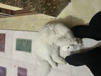 Uyguna sahiplendirilecek british longhair