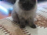 6 AYLIK SCOTTİSH KEDİMİ SAHİPLENDİRMEK İSTİYORUM