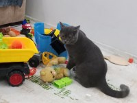 British shorthair kedisi çok oyuncu