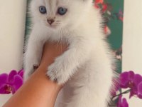 Muhteşem blue british bebeklerim