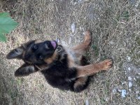 Alman K9 şecereli yurtdışı pasaportlu alman kurdu