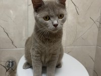 British shorthair kedisi