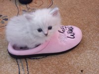 Prensesimiz british longhair