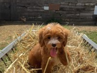 BİBLO MALTİPOO GÜLEN YÜZ